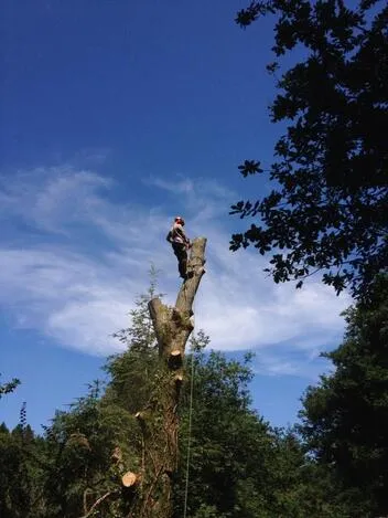 Tree-trimming